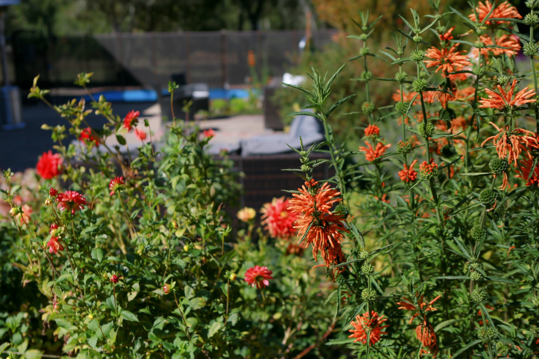 Lush garden & backyard flowers